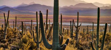 Cactus Leather: Style That Cares — The New Wave in Luxury Bags